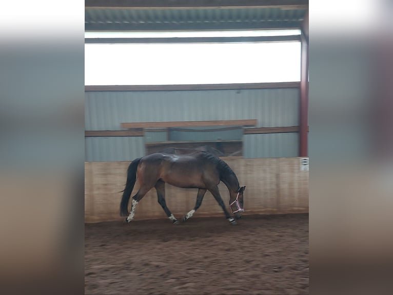 Polnisches Warmblut Stute 6 Jahre 160 cm Dunkelbrauner in Kirchlinteln