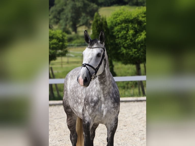 Polnisches Warmblut Stute 6 Jahre 162 cm Schimmel in Schw&#xE4;bisch Hall