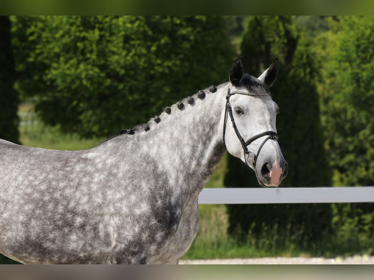 Polnisches Warmblut Stute 6 Jahre 162 cm Schimmel in Schw&#xE4;bisch Hall
