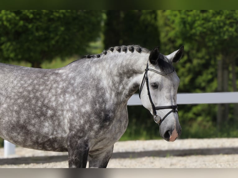 Polnisches Warmblut Stute 6 Jahre 162 cm Schimmel in Schw&#xE4;bisch Hall