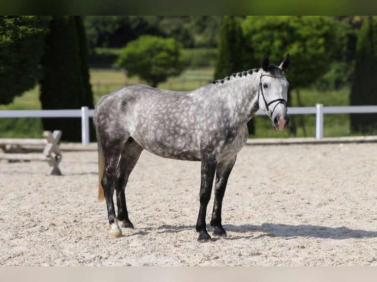 Polnisches Warmblut Stute 6 Jahre 162 cm Schimmel in Schw&#xE4;bisch Hall