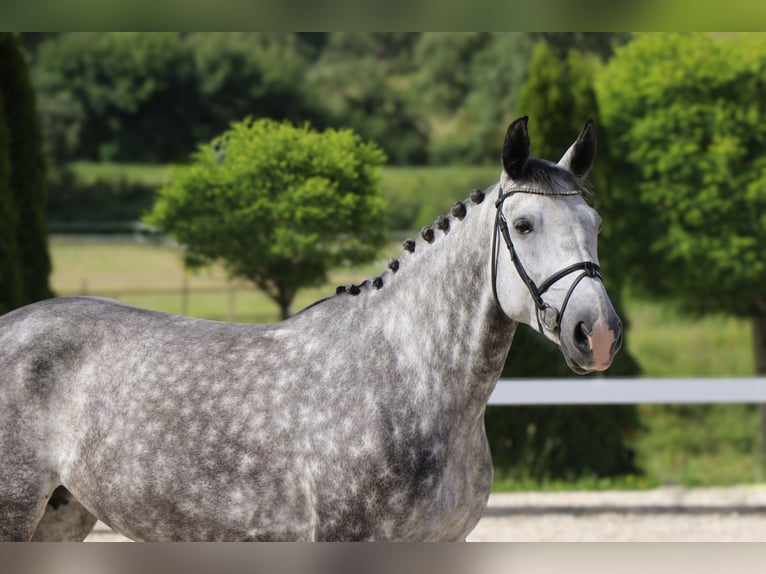 Polnisches Warmblut Stute 6 Jahre 162 cm Schimmel in Schw&#xE4;bisch Hall
