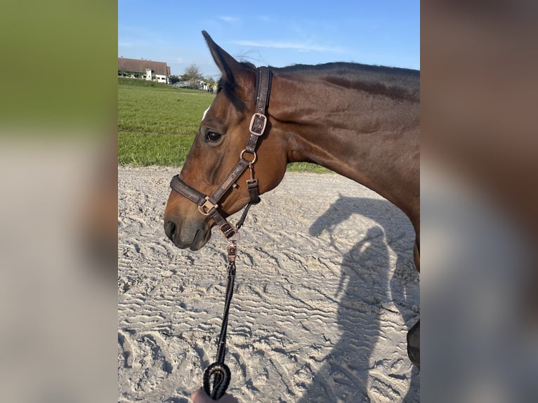 Polnisches Warmblut Stute 6 Jahre 165 cm Rotbrauner in Wojnarowice