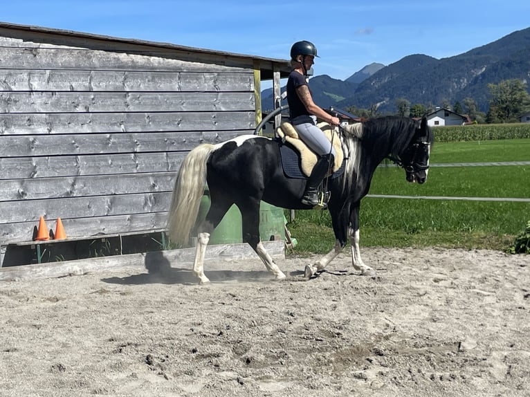 Polnisches Warmblut Stute 6 Jahre 165 cm Schecke in Breitenbach am Inn