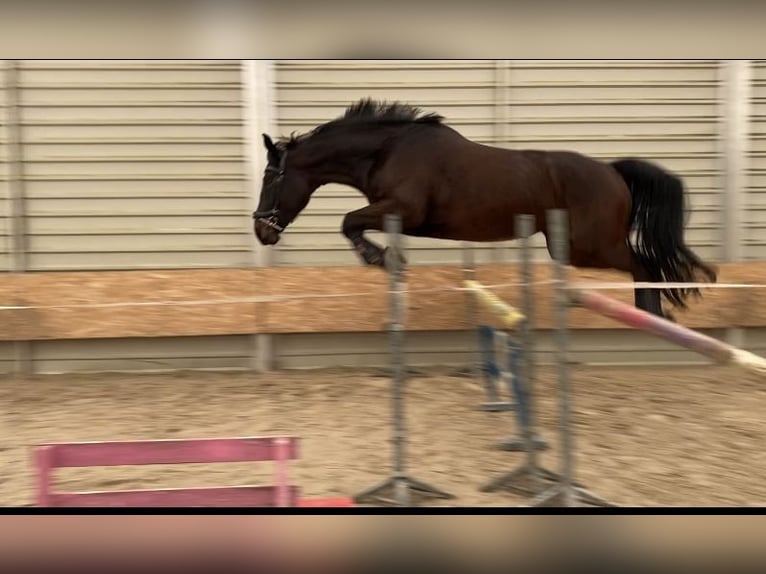 Polnisches Warmblut Stute 6 Jahre 165 cm Schwarzbrauner in MosinaMosina