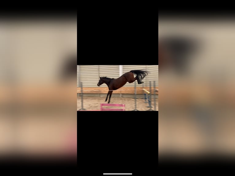 Polnisches Warmblut Stute 6 Jahre 165 cm Schwarzbrauner in MosinaMosina