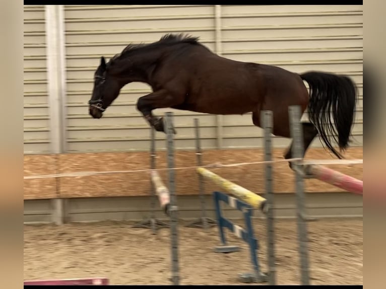 Polnisches Warmblut Stute 6 Jahre 165 cm Schwarzbrauner in MosinaMosina