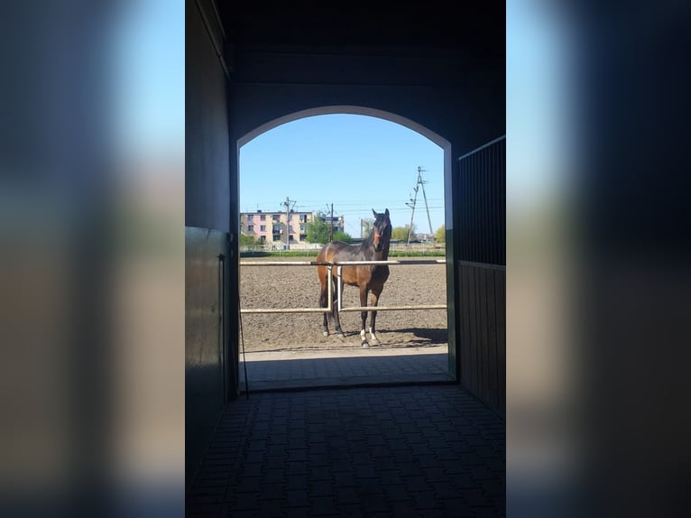 Polnisches Warmblut Mix Stute 6 Jahre 166 cm Dunkelbrauner in Choroszcz