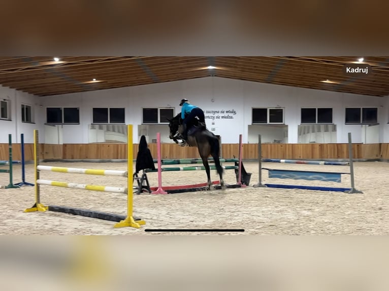 Polnisches Warmblut Mix Stute 6 Jahre 166 cm Dunkelbrauner in Choroszcz