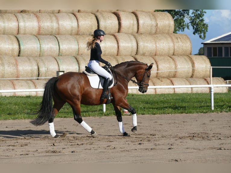 Polnisches Warmblut Stute 7 Jahre 168 cm Brauner in Ganschow