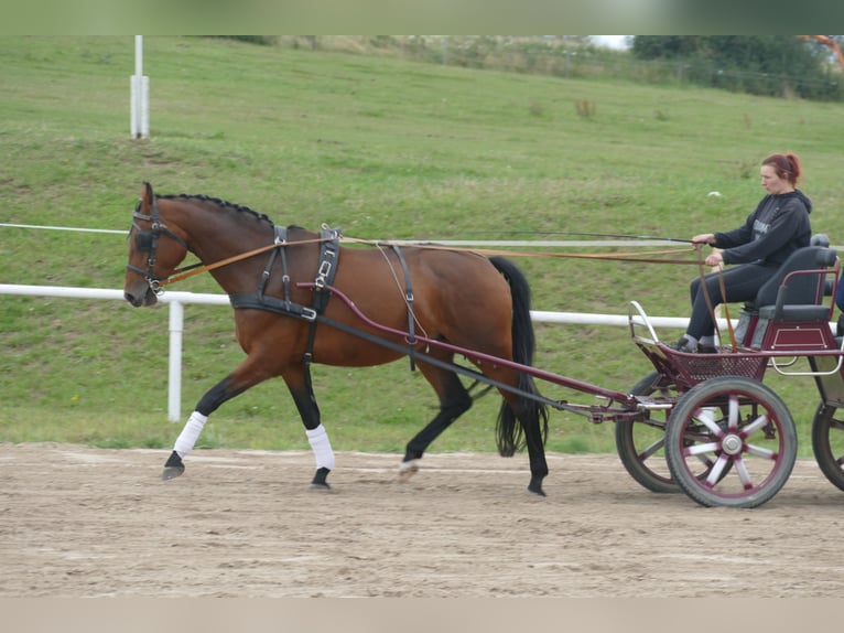 Polnisches Warmblut Stute 7 Jahre 168 cm Brauner in Ganschow