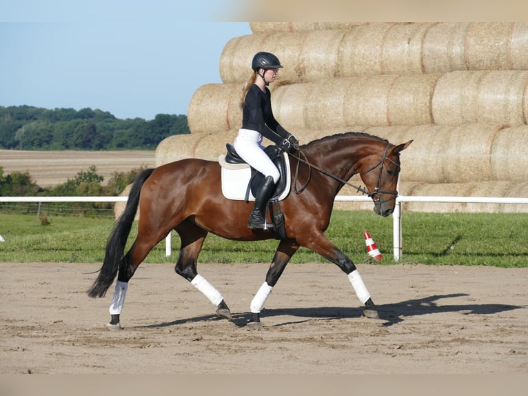 Polnisches Warmblut Stute 7 Jahre 168 cm Brauner in Ganschow