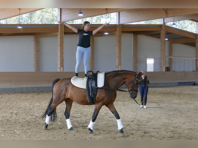 Polnisches Warmblut Stute 7 Jahre 168 cm Brauner in Ganschow