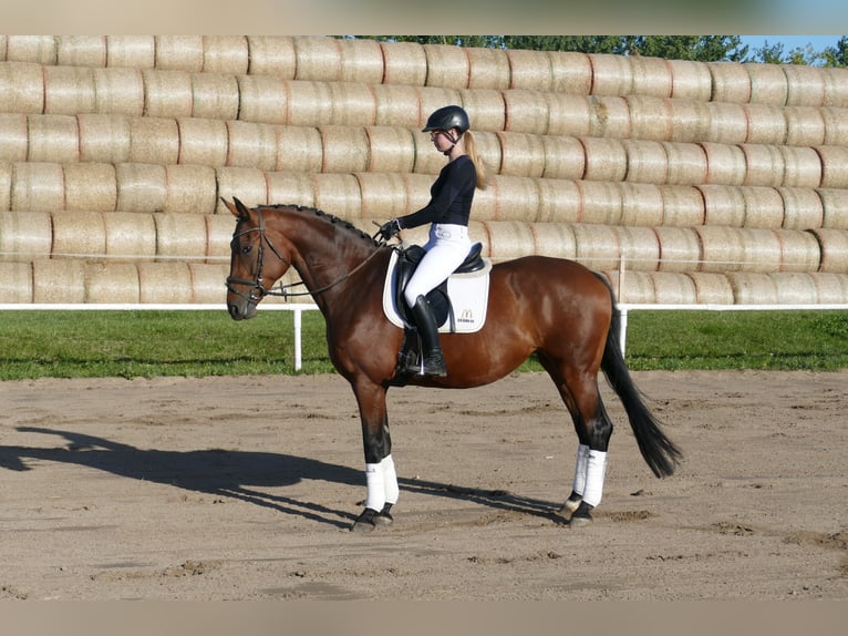 Polnisches Warmblut Stute 7 Jahre 168 cm Brauner in Ganschow
