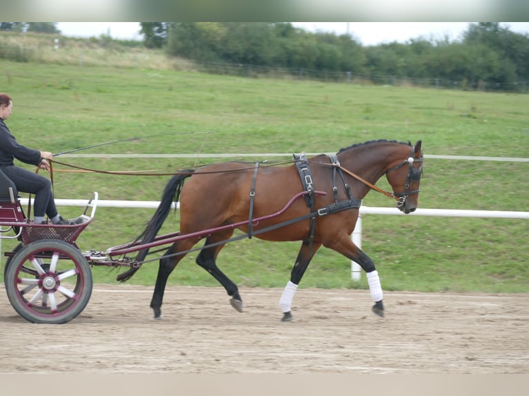 Polnisches Warmblut Stute 7 Jahre 168 cm Brauner in Ganschow