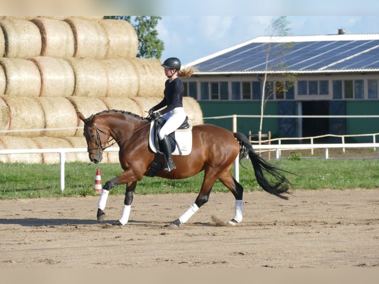 Polnisches Warmblut Stute 7 Jahre 168 cm Brauner in Ganschow
