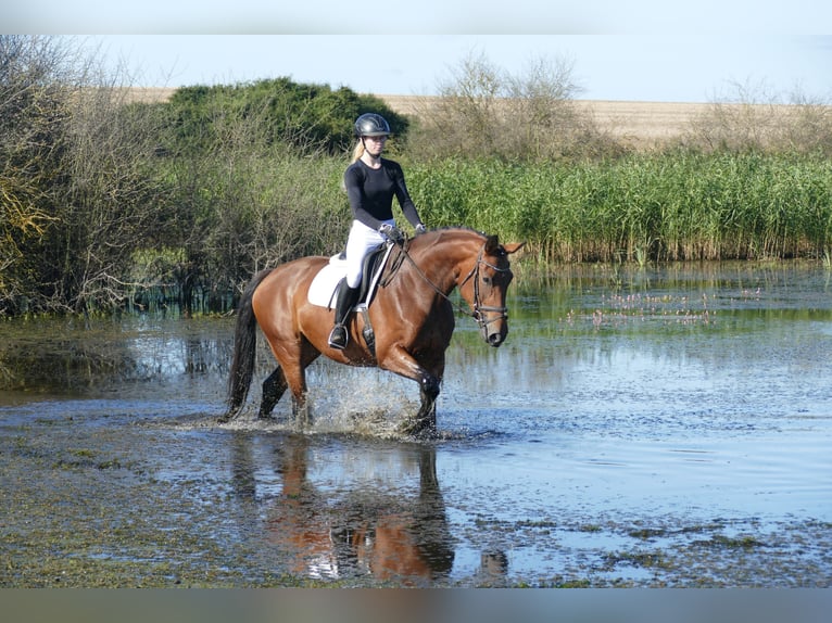 Polnisches Warmblut Stute 7 Jahre 168 cm Brauner in Ganschow