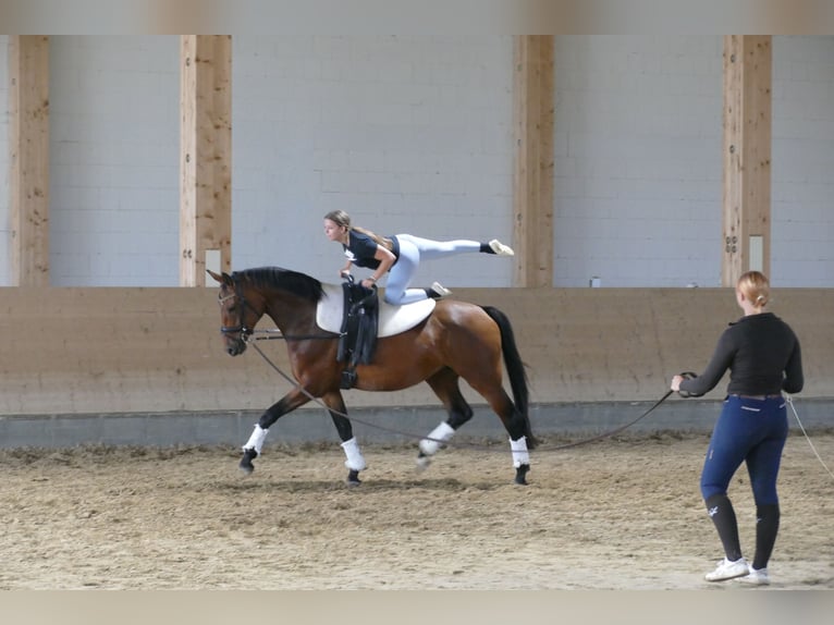 Polnisches Warmblut Stute 7 Jahre 168 cm Brauner in Ganschow