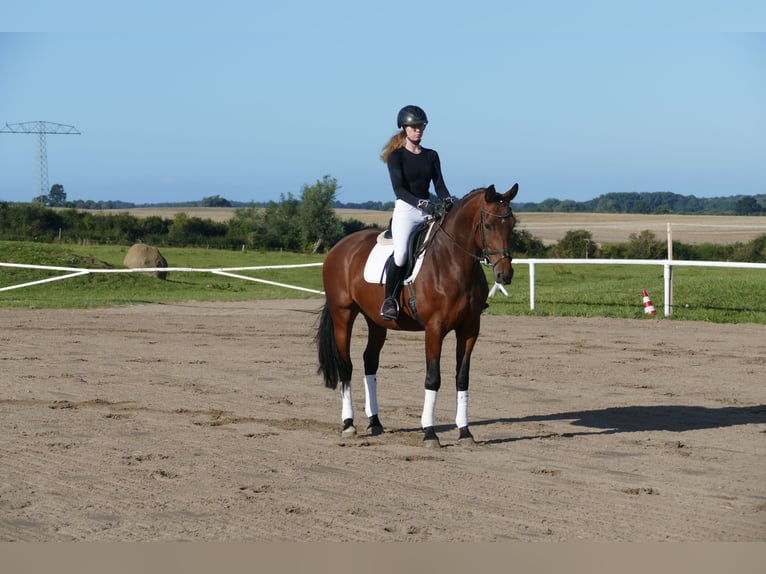 Polnisches Warmblut Stute 7 Jahre 168 cm Brauner in Ganschow
