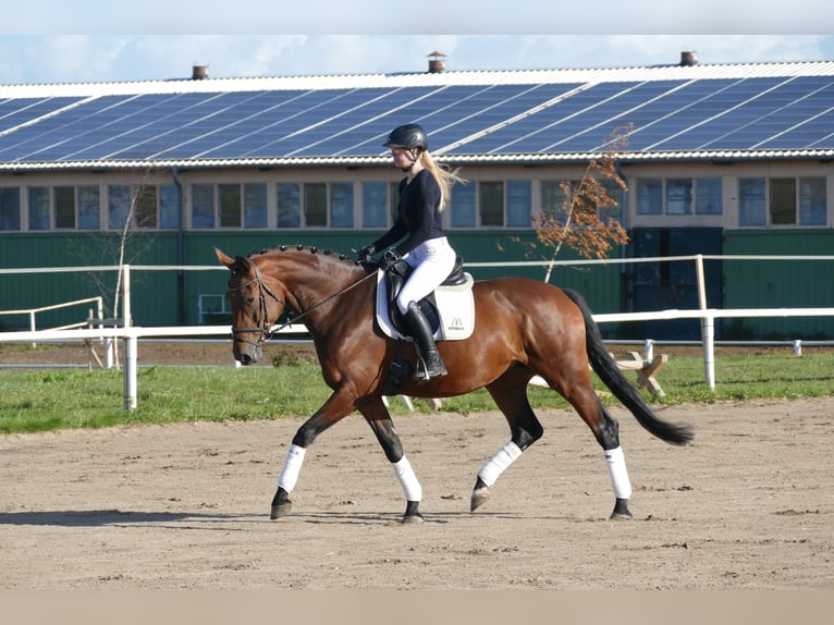 Polnisches Warmblut Stute 7 Jahre 168 cm Brauner in Ganschow