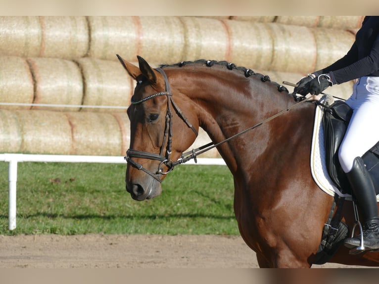 Polnisches Warmblut Stute 7 Jahre 168 cm Brauner in Ganschow
