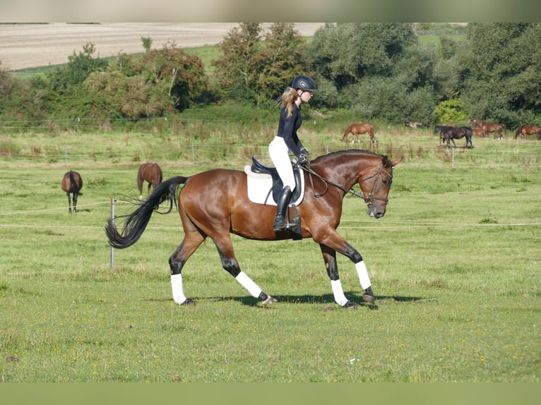 Polnisches Warmblut Stute 7 Jahre 168 cm Brauner in Ganschow