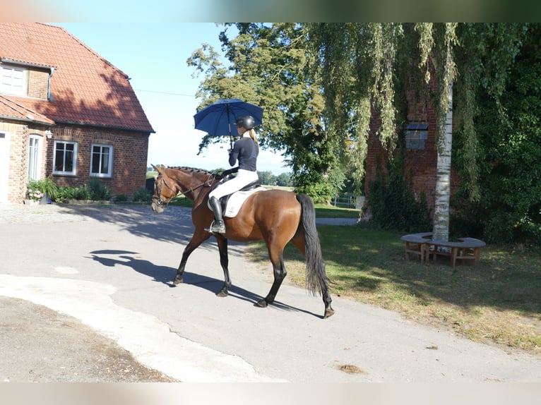 Polnisches Warmblut Stute 7 Jahre 168 cm Brauner in Ganschow