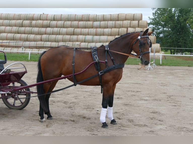 Polnisches Warmblut Stute 7 Jahre 168 cm Brauner in Ganschow