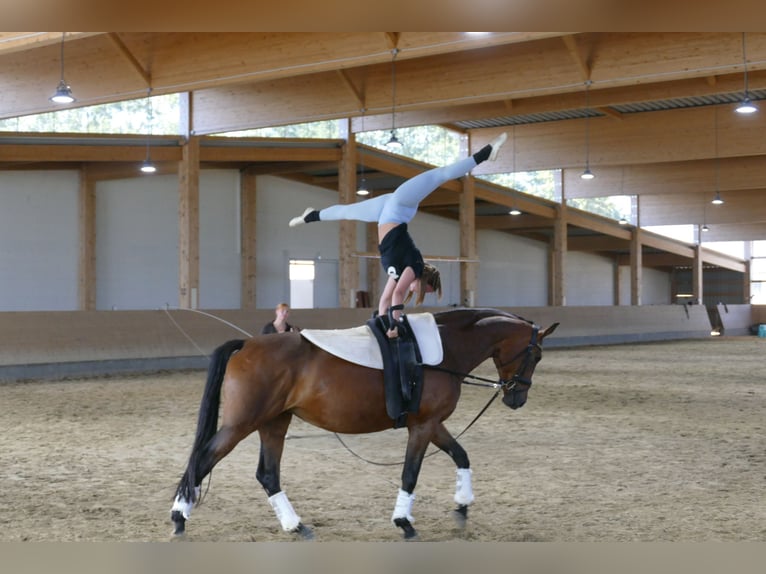 Polnisches Warmblut Stute 7 Jahre 168 cm Brauner in Ganschow