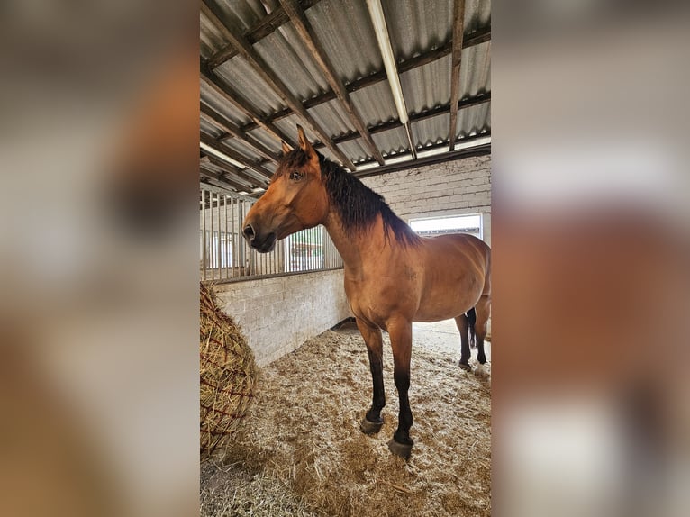 Polnisches Warmblut Stute 7 Jahre 170 cm Brauner in M&#xFC;lheim an der Ruhr