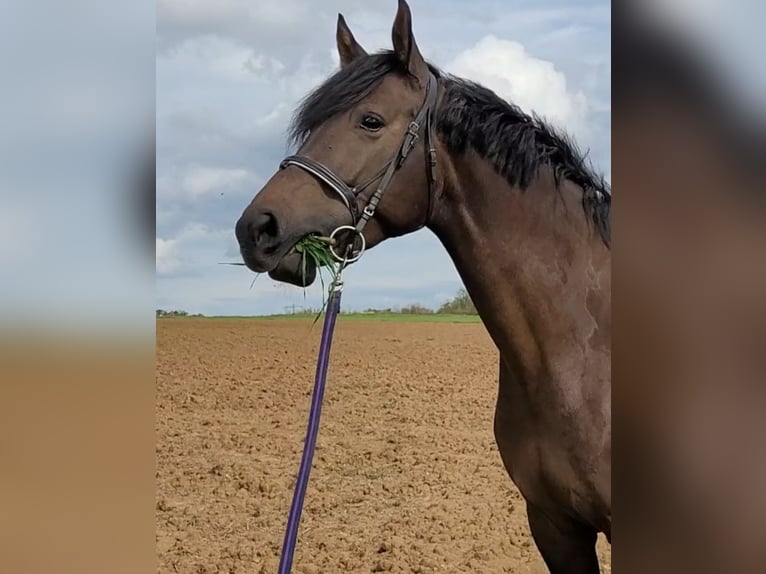 Polnisches Warmblut Stute 7 Jahre 172 cm Brauner in Horb am Neckar