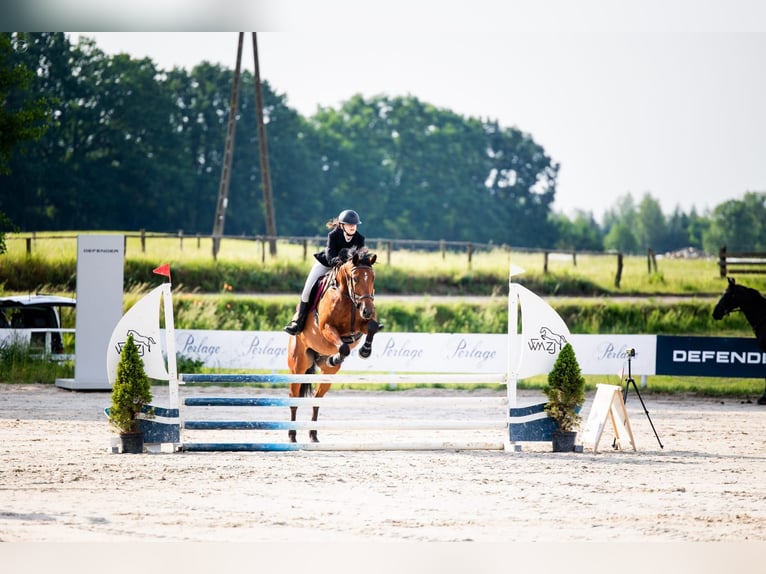 Polnisches Warmblut Stute 7 Jahre 172 cm Rotbrauner in Jonkowo