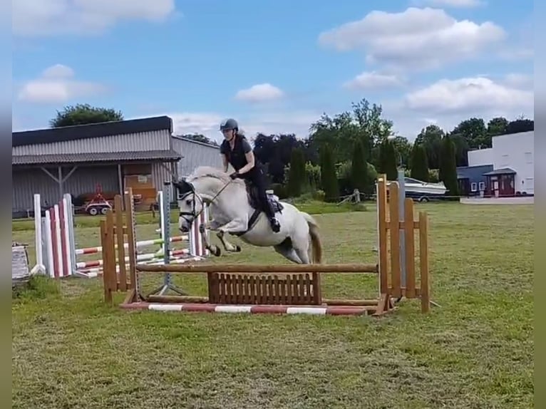 Polnisches Warmblut Stute 8 Jahre 150 cm Schimmel in Raddestorf