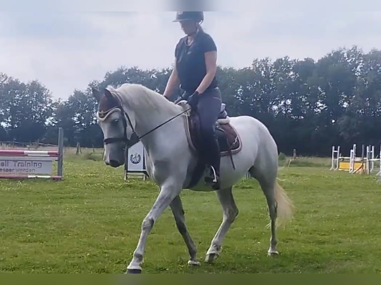 Polnisches Warmblut Stute 8 Jahre 150 cm Schimmel in Raddestorf