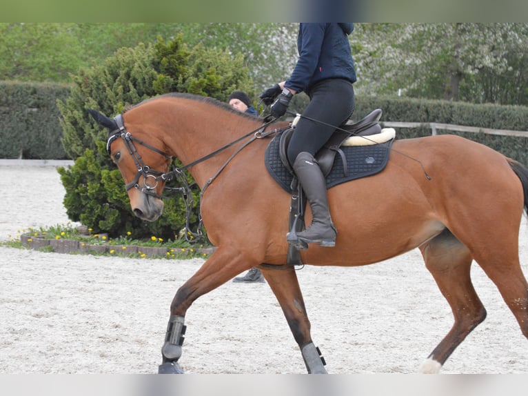 Polnisches Warmblut Stute 8 Jahre 162 cm Dunkelfuchs in Cham