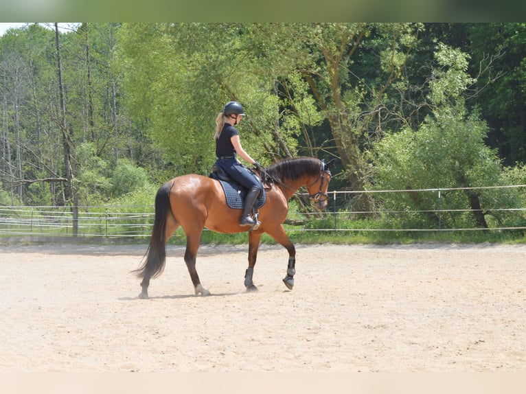 Polnisches Warmblut Stute 8 Jahre 162 cm Dunkelfuchs in Cham