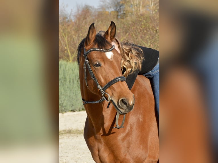 Polnisches Warmblut Stute 8 Jahre 162 cm Dunkelfuchs in Cham