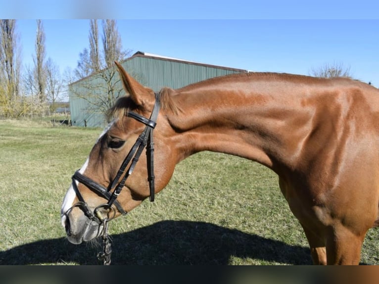 Polnisches Warmblut Stute 8 Jahre 168 cm Fuchs in Torgelow