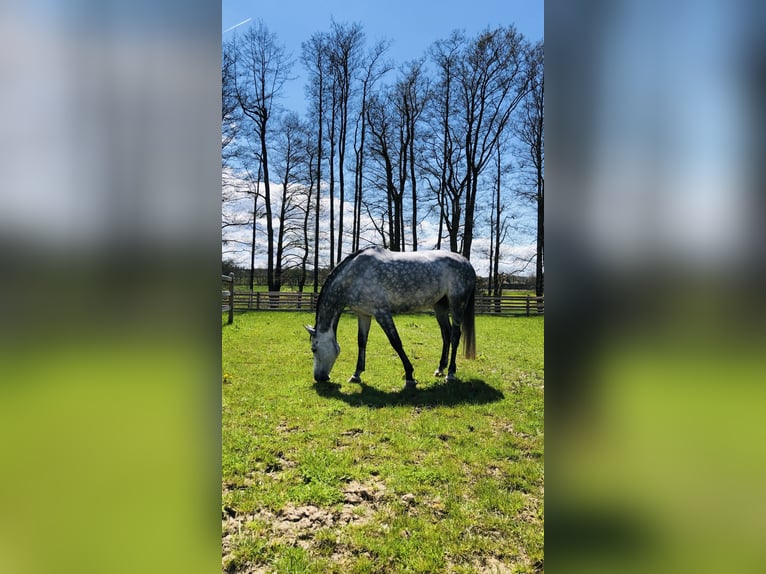 Polnisches Warmblut Stute 8 Jahre 168 cm Schimmel in Tirschenreuth