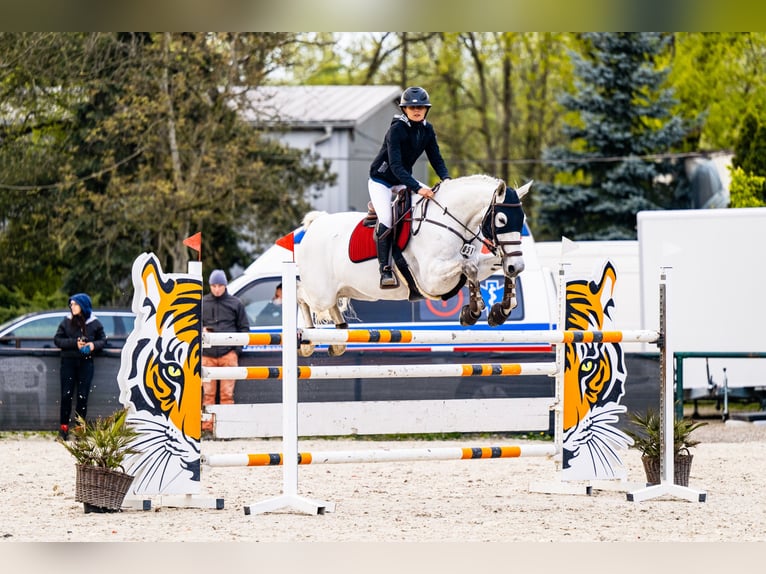 Polnisches Warmblut Stute 8 Jahre 169 cm Schimmel in Łazy