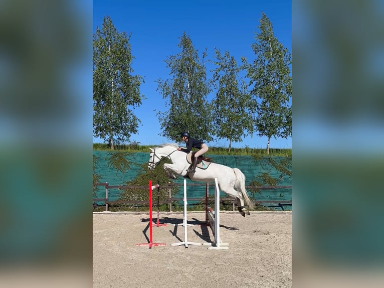 Polnisches Warmblut Stute 8 Jahre 169 cm Schimmel in Łazy