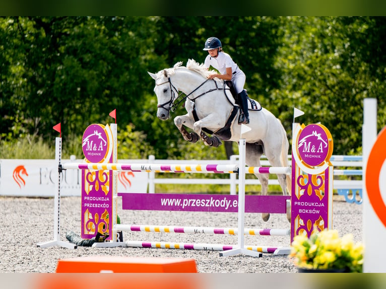 Polnisches Warmblut Stute 8 Jahre 169 cm Schimmel in Łazy