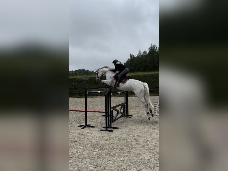 Polnisches Warmblut Stute 8 Jahre 169 cm Schimmel in Łazy