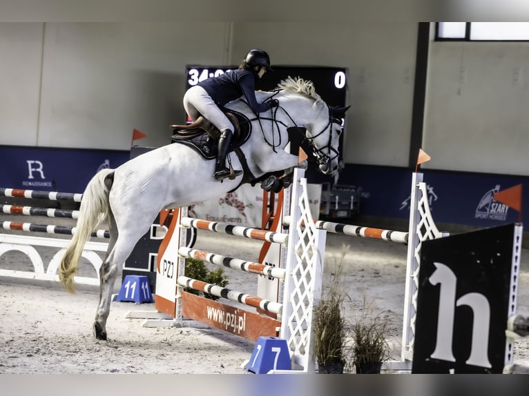 Polnisches Warmblut Stute 8 Jahre 169 cm Schimmel in Łazy