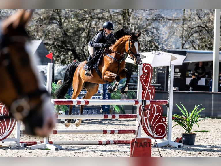 Polnisches Warmblut Stute 8 Jahre 172 cm Brauner in Facimiech
