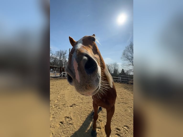 Polnisches Warmblut Stute 8 Jahre 175 cm Fuchs in München