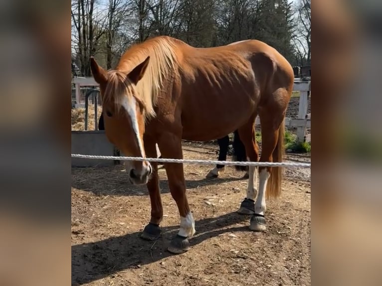 Polnisches Warmblut Stute 8 Jahre 175 cm Fuchs in München