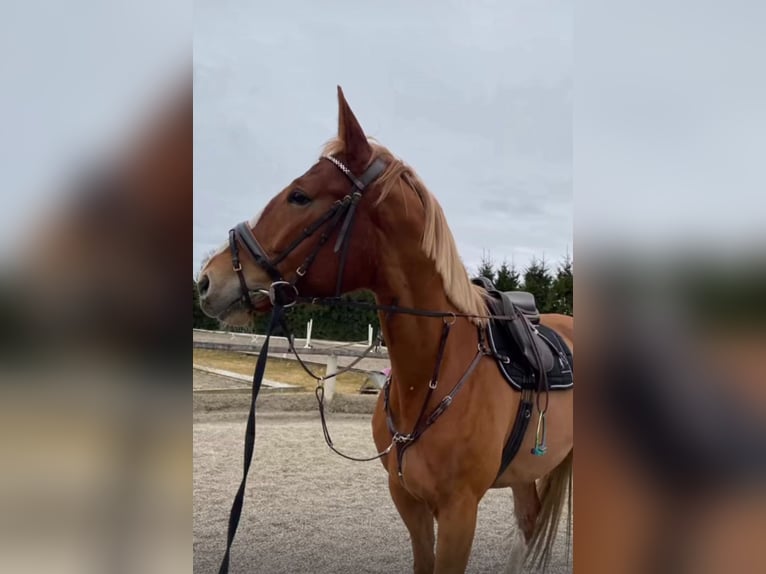Polnisches Warmblut Stute 8 Jahre 175 cm Fuchs in München