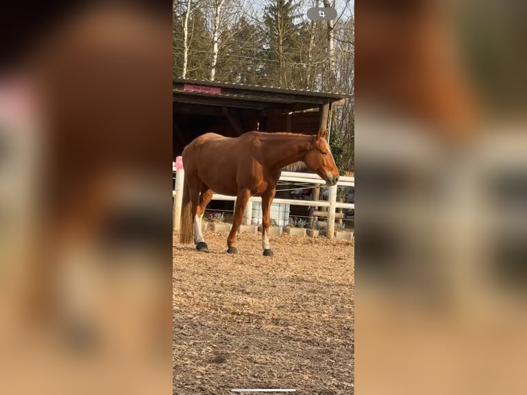 Polnisches Warmblut Stute 8 Jahre 175 cm Fuchs in München