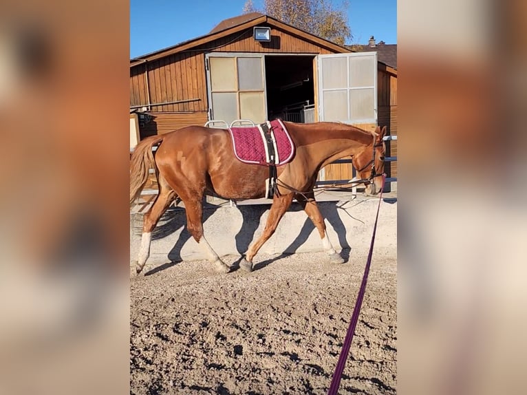 Polnisches Warmblut Stute 8 Jahre 175 cm Fuchs in München